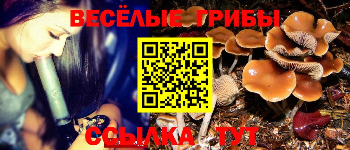 Псилоцибиновые грибы мицелий Ефремов